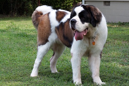Saint Bernard